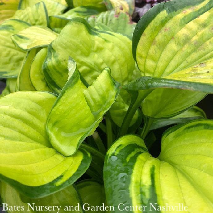 #1 Hosta Stained Glass/ Gold w/ Dark Green Margins