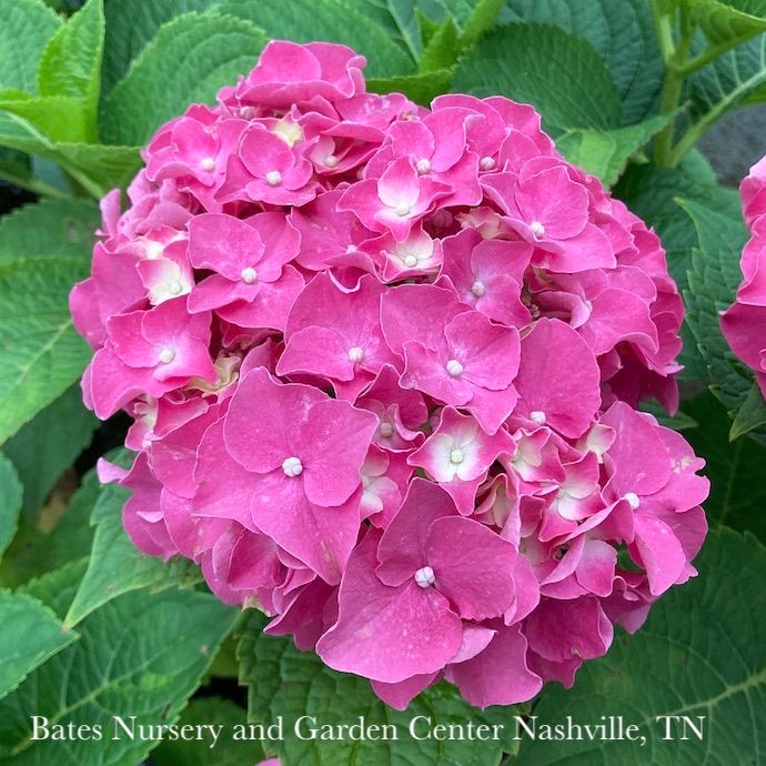 #3 Hydrangea mac Let's Dance 'Big Band'/ Bigleaf/ Mophead Rebloom Blue to Pink