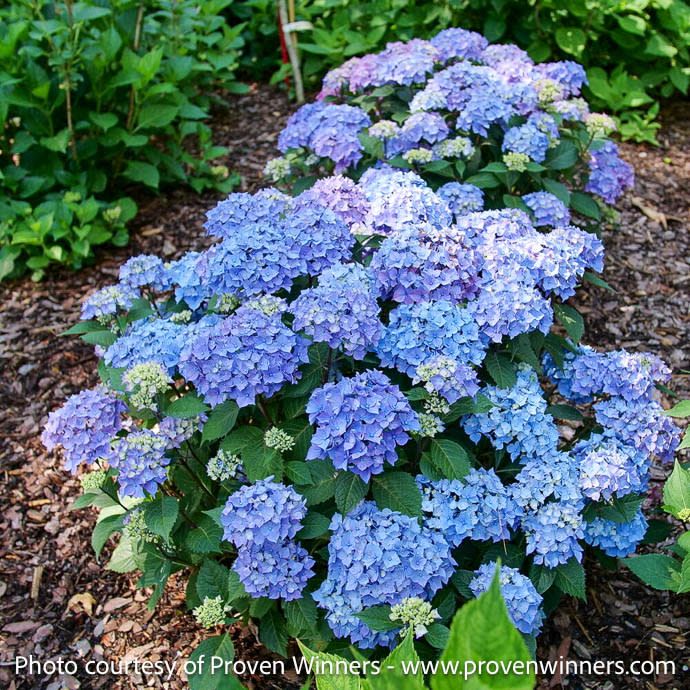 #3 Hydrangea mac PW Let's Dance 'Lovable'/ Bigleaf/ Compact Mophead Repeat Blue or Pink