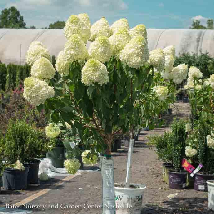 Topiary Patio Tree #7 3' Hydrangea pan Limelight/ White Panicle