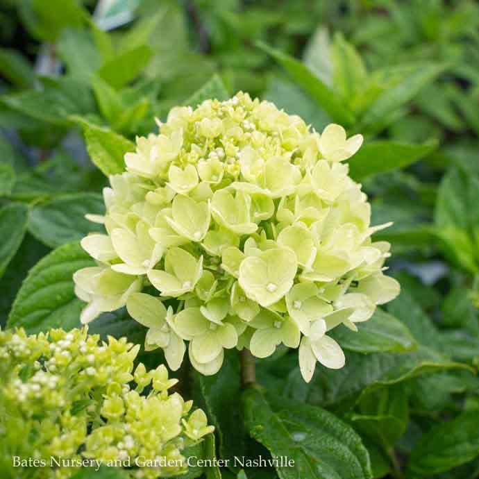 Topiary Patio Tree #7 3' Hydrangea pan PW Little Lime/ White Panicle