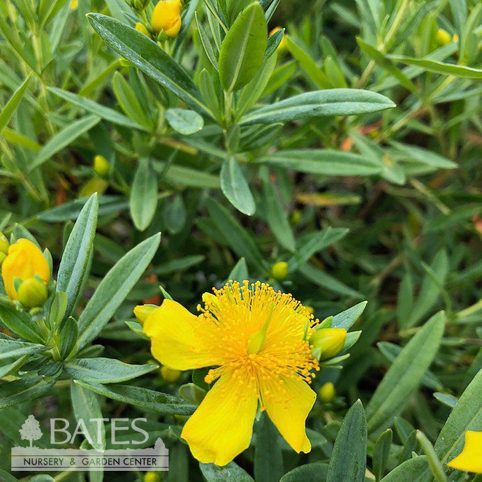 #3 Hypericum kalm Cobalt-n-Gold