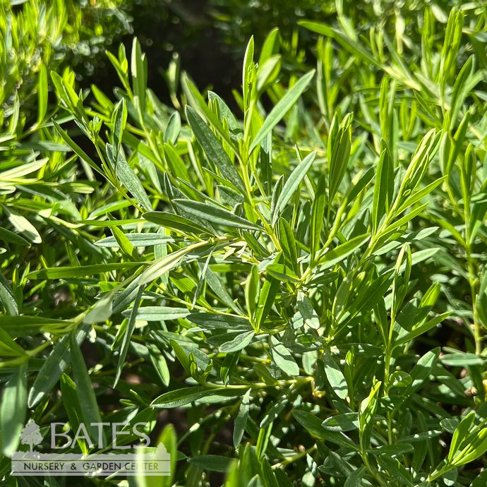 #3 Hypericum kalm Cobalt-n-Gold