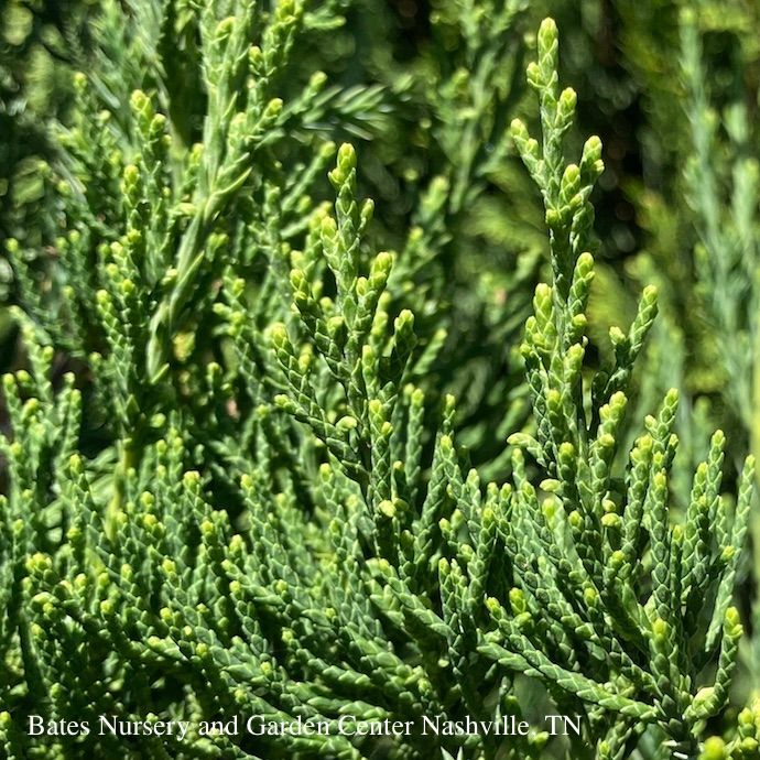 Topiary Spiral #15 Juniperus chin Hetzii Columnaris/ Green Columnar Juniper