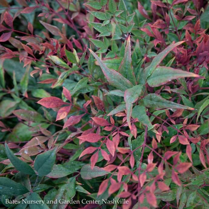 #5 Nandina dom Tuscan Flame/ Heavenly Bamboo