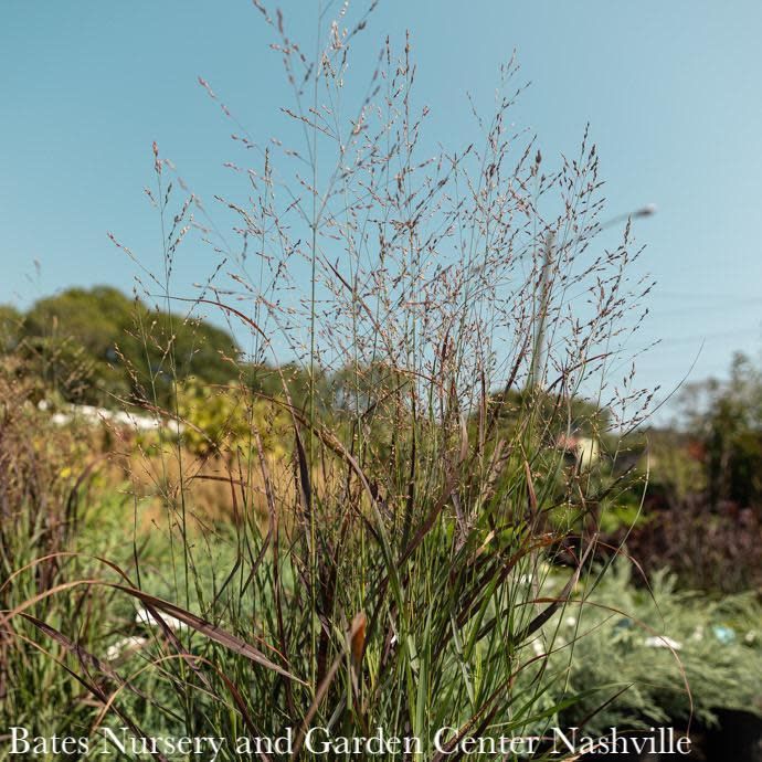 #2 Grass Panicum virg PW Cheyenne Sky/ Switch Native (TN)