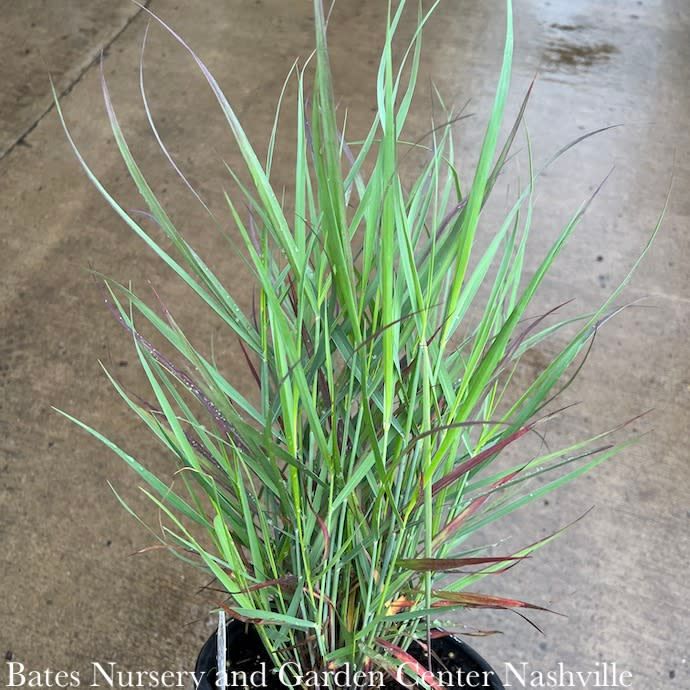 #2 Grass Panicum virg PW Cheyenne Sky/ Switch Native (TN)