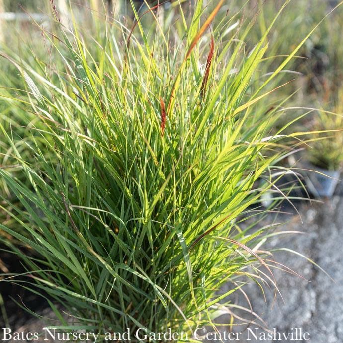 #2 Grass Panicum virg Shenandoah/ Switch Native (TN)