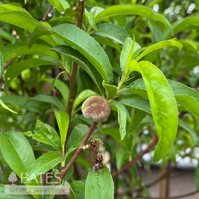 Edible #7 Prunus per var platy Stark Saturn/ Semi-dwarf  Donut Peach