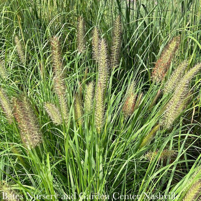 #2 Grass Pennisetum alop Hameln/ Dwarf Fountain