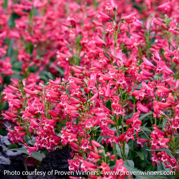 #1 Penstemon barb PW Bejeweled 'Rose Rhinestones'/ Pink Beardtongue