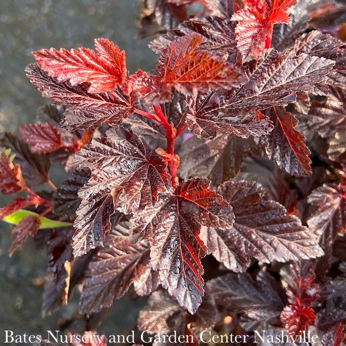 #3 Physocarpus opul FE Fireside/ Ninebark Native (TN)