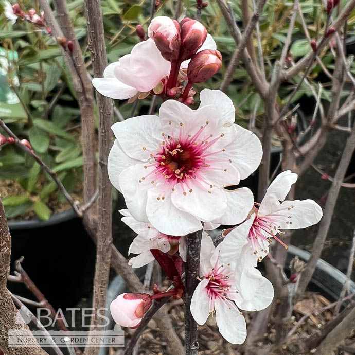 #5 Prunus x cistena/ Purple-leaf Sand Cherry - No Warranty