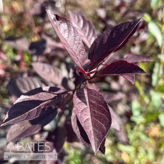 #5 Prunus x cistena/ Purple-leaf Sand Cherry - No Warranty
