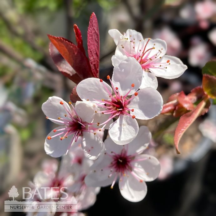 #5 Prunus x cistena/ Purple-leaf Sand Cherry - No Warranty