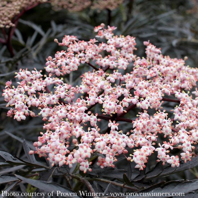 #3 Sambucus nigra PW Black Lace/Elderberry