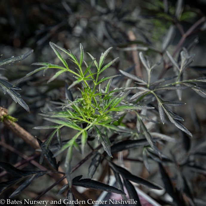 #3 Sambucus nigra PW Black Lace/Elderberry