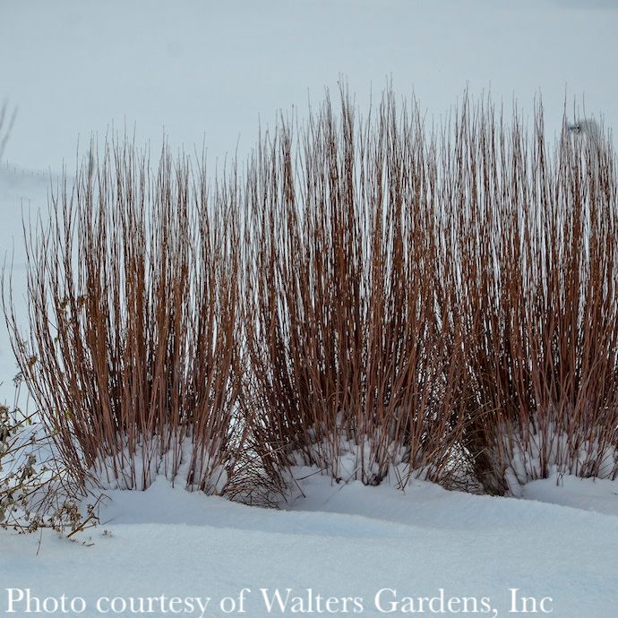 #2 Grass Schizachyrium scop Blue Paradise/ Little Bluestem Native (TN)