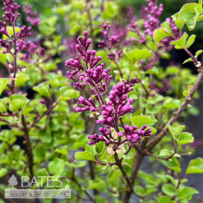 #5 Syringa meyeri Palibin/ Compact Lilac