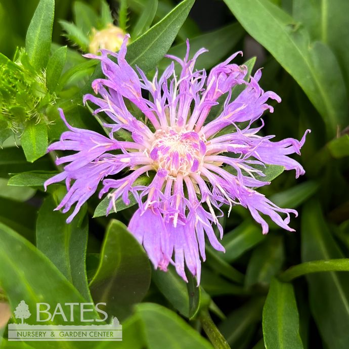 #1 Stokesia laevis PW Riptide/ Blue Stoke's Aster Native (R)