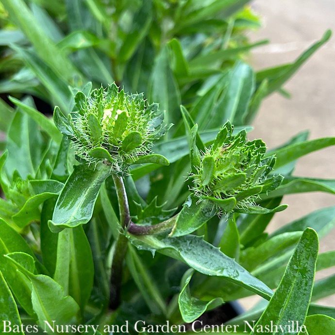 #1 Stokesia laevis PW Riptide/ Blue Stoke's Aster Native (R)