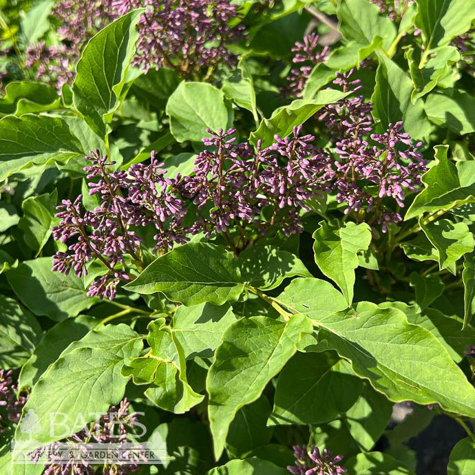 #3 Syringa x Little Lady/ Compact Pink Lilac