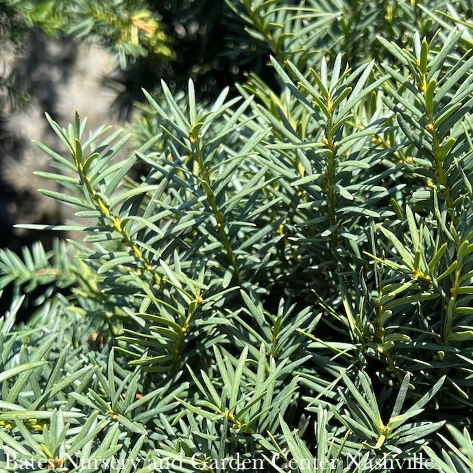 #7 21" Taxus x media Brownii/ Yew