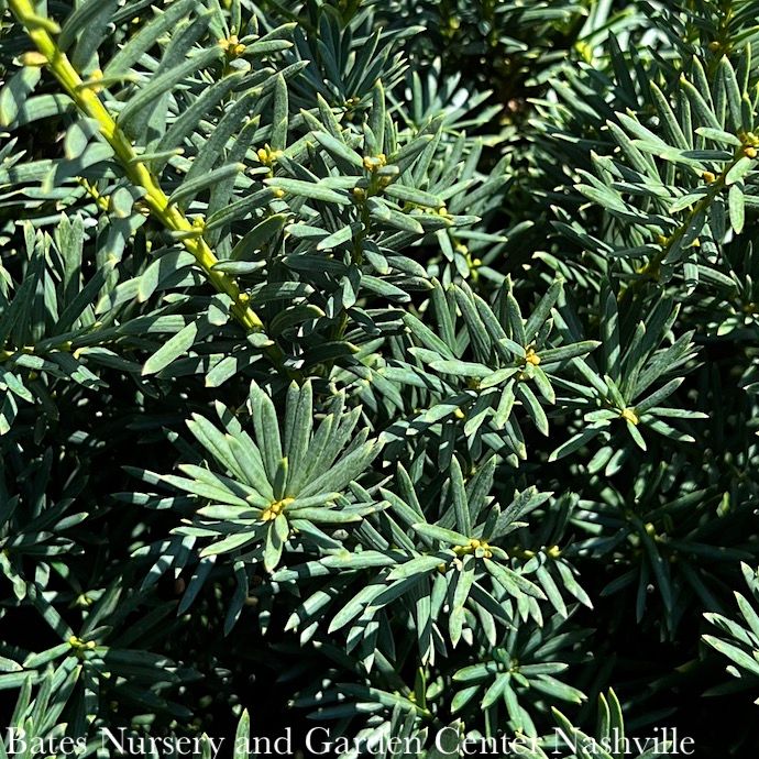 #7 21" Taxus x media Brownii/ Yew