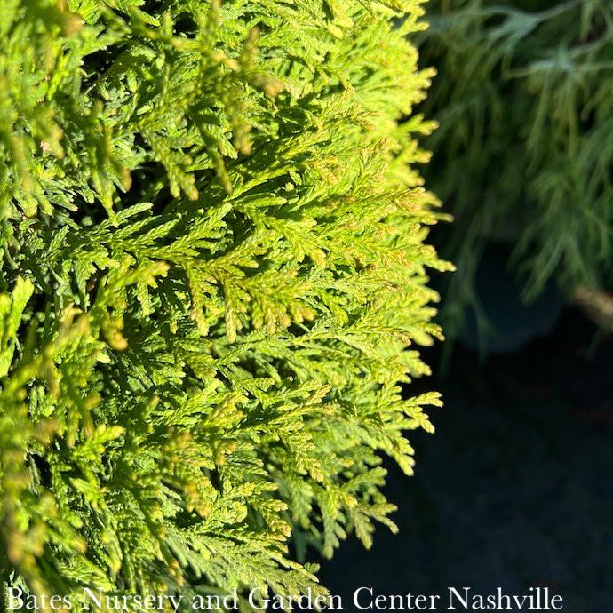 #2 Thuja occ Little Giant/ Globe Arborvitae