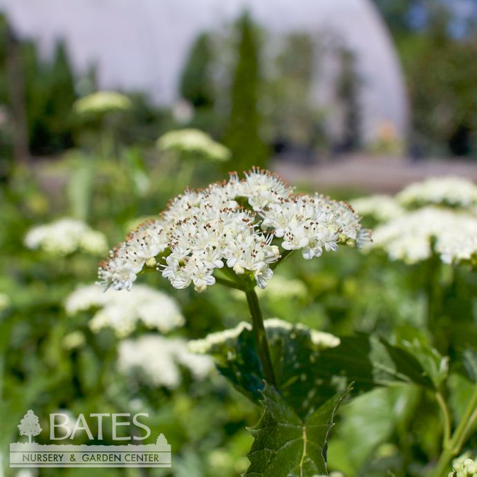 #5 Viburnum dent Blue Muffin/ Arrowwood Native (TN)
