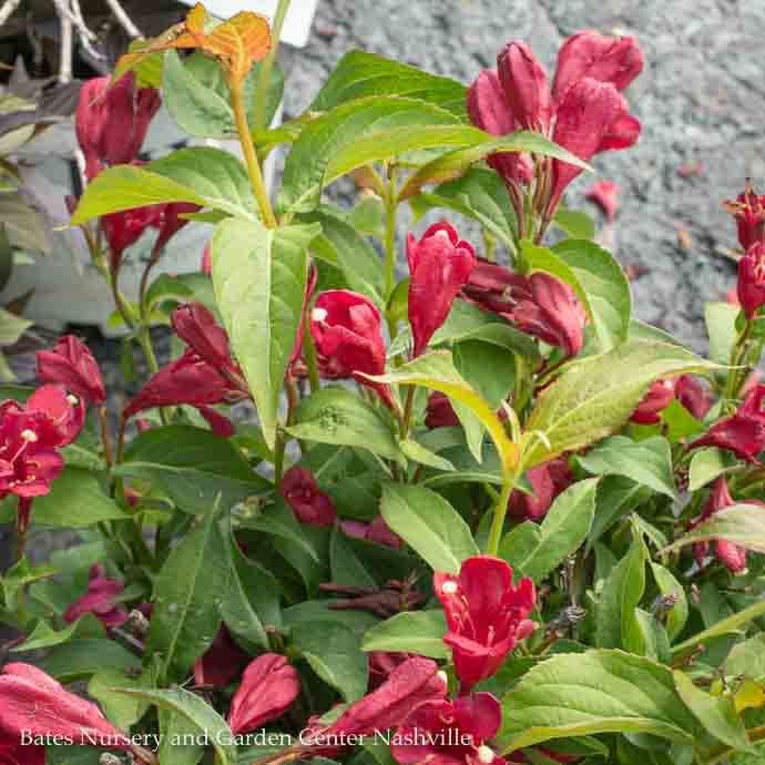 #3 Weigela flor PW Sonic Bloom 'Red'/ Reblooming