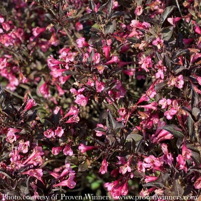 #2 Weigela flor PW Very Fine Wine/ Dark Foliage