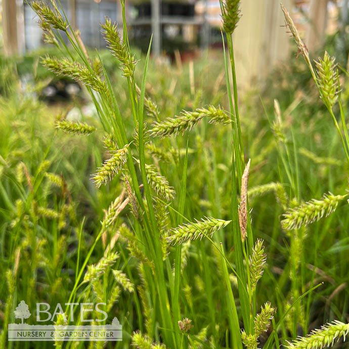 #1 Grass Carex stricta AB/ Tussock Sedge Native (TN)
