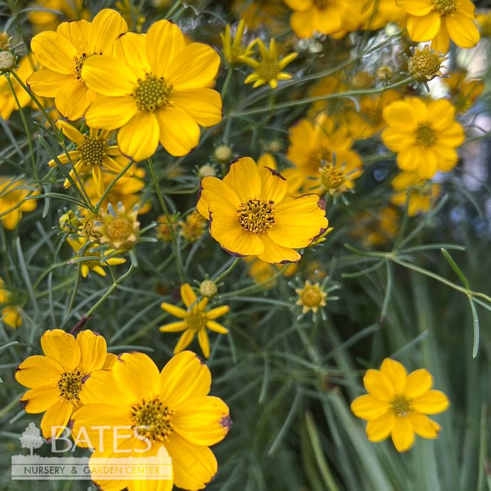 #1 Coreopsis verticillata AB/ Pale Yellow Whorled Tickseed Native (TN)