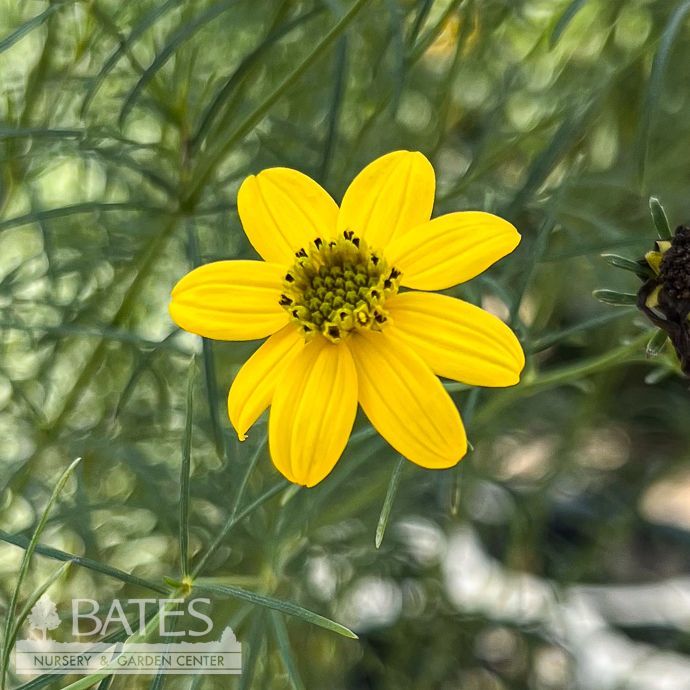 #1 Coreopsis verticillata AB/ Pale Yellow Whorled Tickseed Native (TN)
