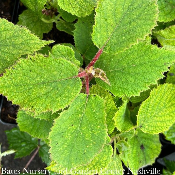 Edible #1 Actinidia deliciosa Jenny/ Self-fertile Kiwi Vine