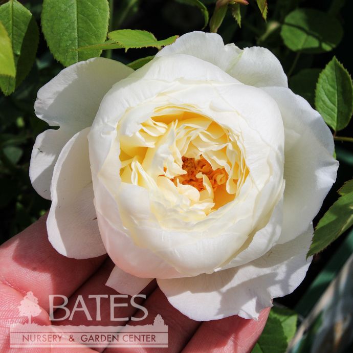 #3 Rosa Claire Austin/ White David Austin Climbing Rose - No Warranty