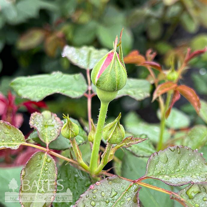 #3 Rosa Gabriel Oak/ Deep Pink David Austin Shrub Rose - No Warranty