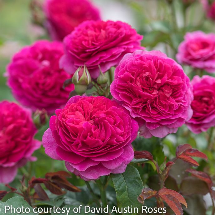 #3 Rosa Gabriel Oak/ Deep Pink David Austin Shrub Rose - No Warranty