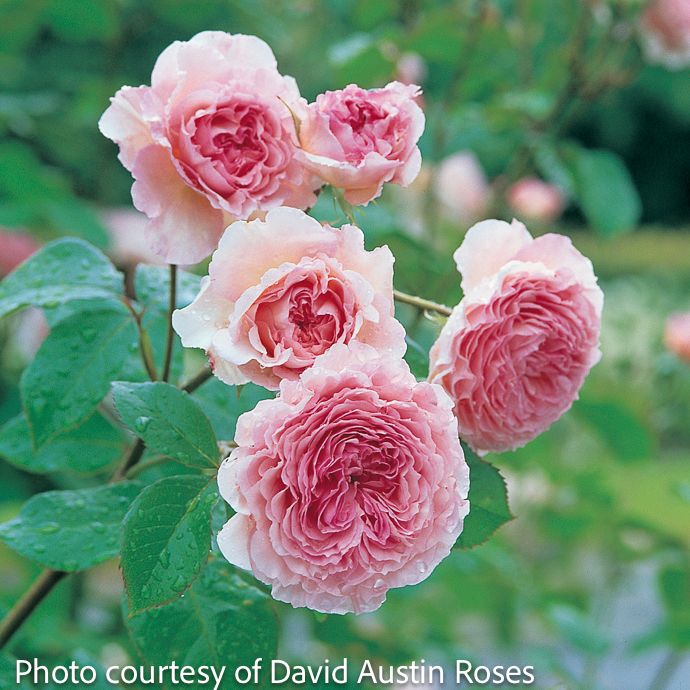 #3 Rosa James Galway/ Pink David Austin Climbing Rose - No Warranty