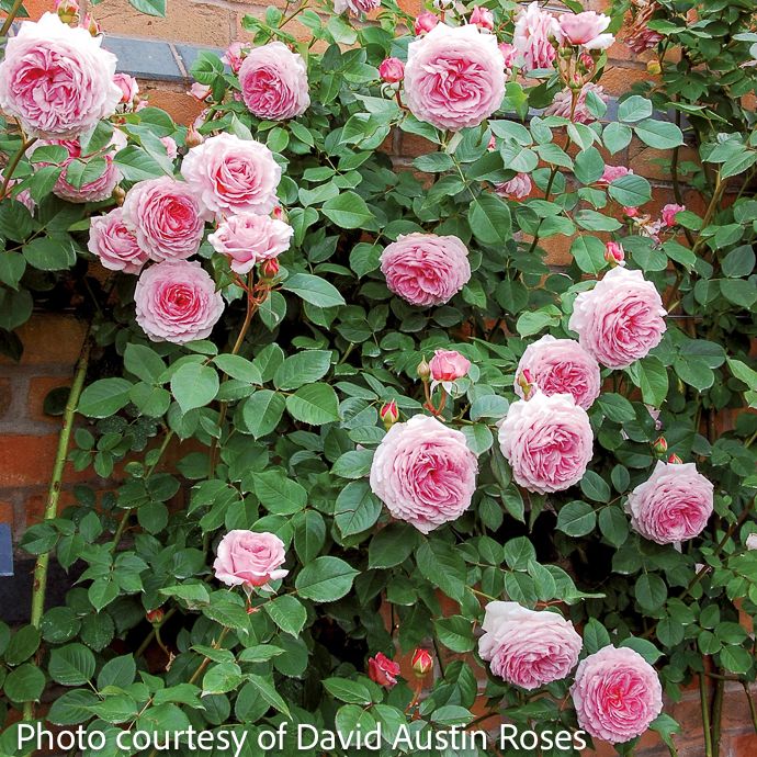 #3 Rosa James Galway/ Pink David Austin Climbing Rose - No Warranty