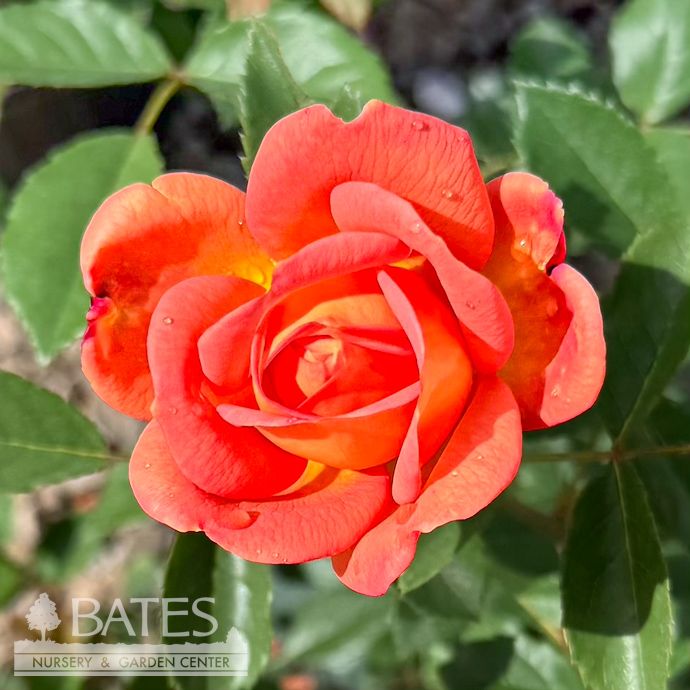 #3 Rosa Lady of Shalott/ Orange-red David Austin Shrub Rose - No Warranty