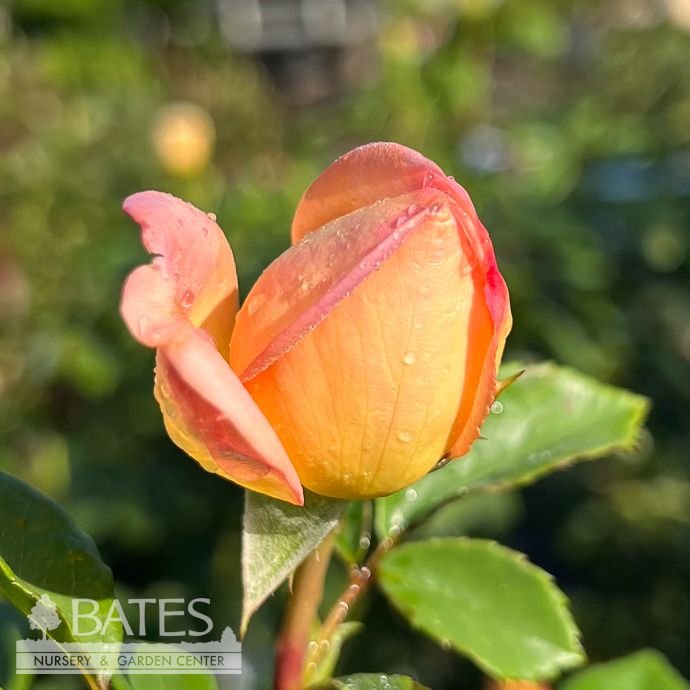 #3 Rosa Lady of Shalott/ Orange-red David Austin Shrub Rose - No Warranty