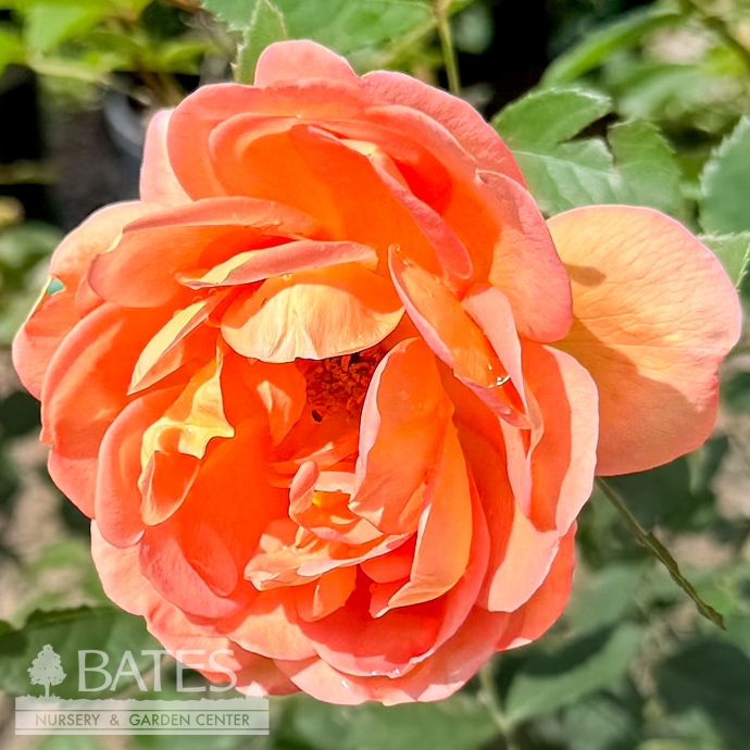#3 Rosa Lady of Shalott/ Orange-red David Austin Shrub Rose - No Warranty