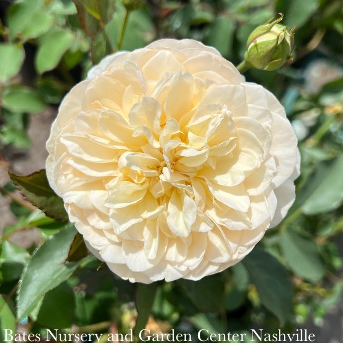 #3 Rosa Lichfield Angel/ Creamy White David Austin Shrub Rose - No Warranty