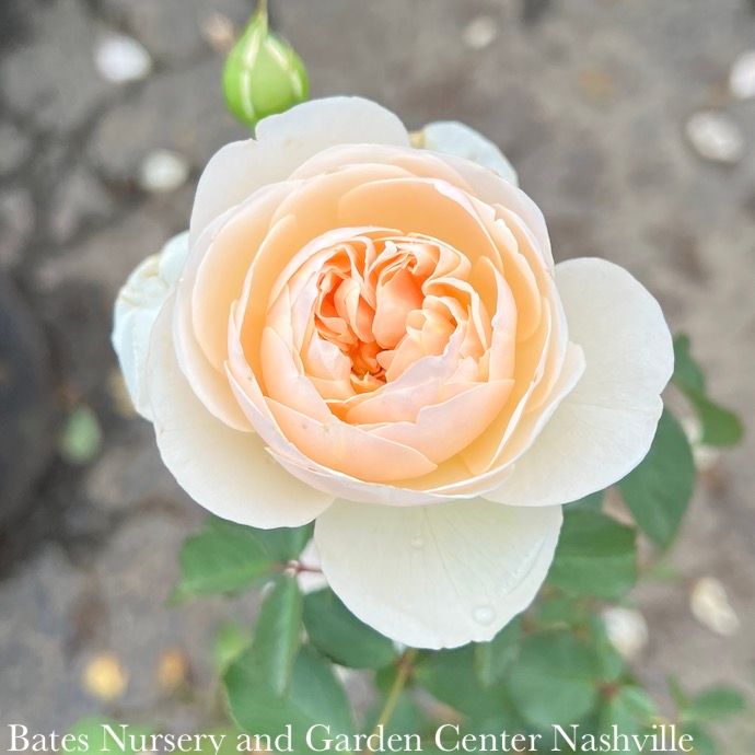 #3 Rosa Lichfield Angel/ Creamy White David Austin Shrub Rose - No Warranty