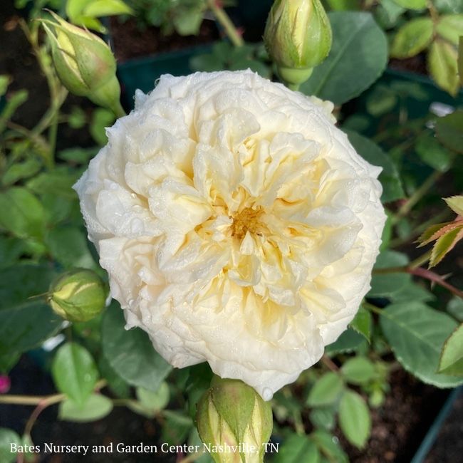 #3 Rosa Teasing Georgia/ Yellow David Austin Climbing Rose - No Warranty