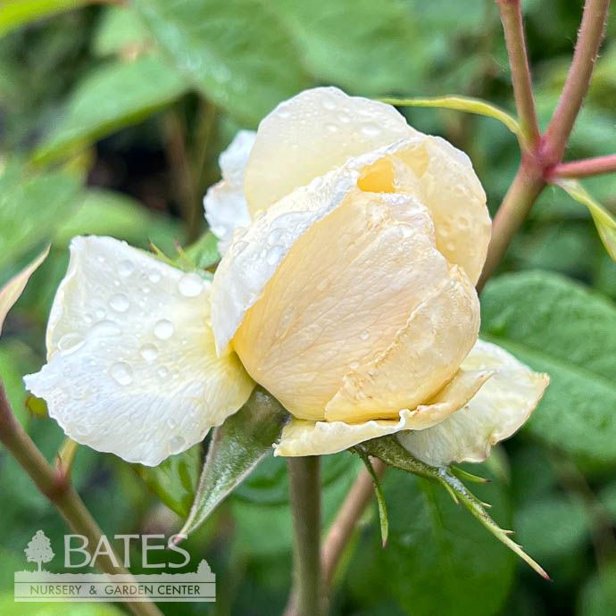 #3 Rosa Windermere/ Cream David Austin Shrub Rose - No Warranty