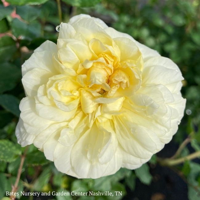 #3 Rosa The Poet's Wife/ Yellow David Austin Shrub Rose - No Warranty