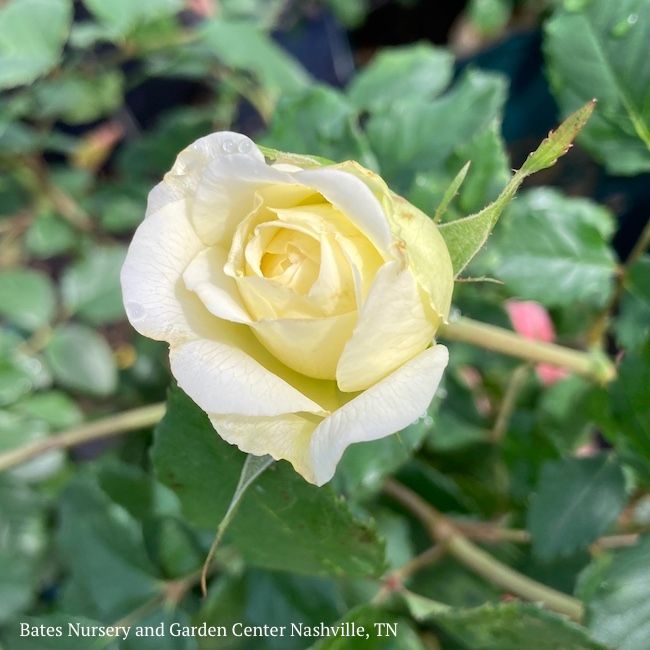 #3 Rosa The Poet's Wife/ Yellow David Austin Shrub Rose - No Warranty